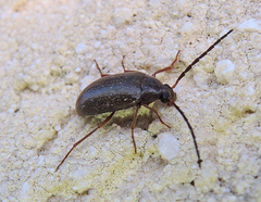 Hymenalia
