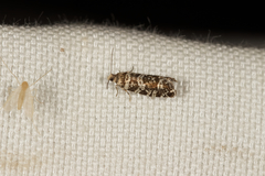 Epinotia tedella