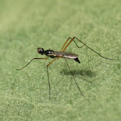 Micropeza nitidor