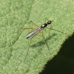 Micropeza nitidor