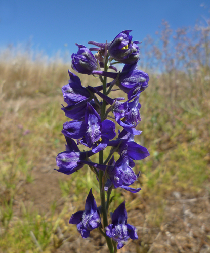 Delphinium hesperium ssp. hesperium