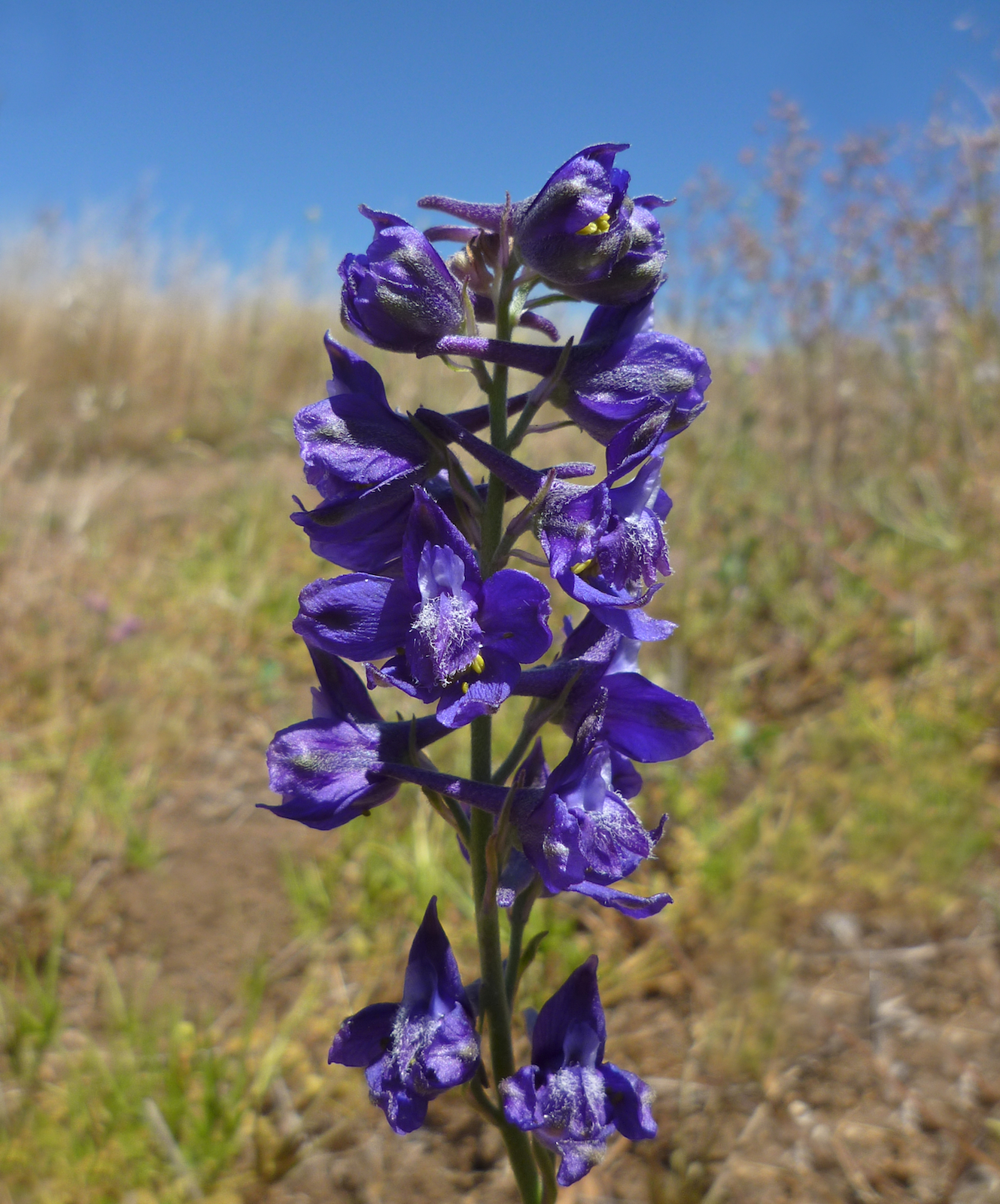 Delphinium hesperium ssp. hesperium