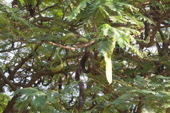 Anadenanthera colubrina