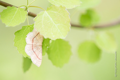 Cyclophora punctaria