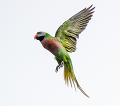 Red-Breasted Parakeet photo 5