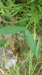 Lathyrus pratensis