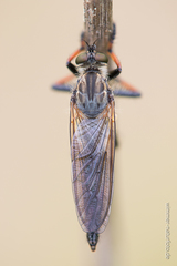 Pamponerus germanicus