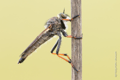 Pamponerus germanicus