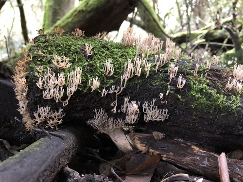 Artomyces colensoi image