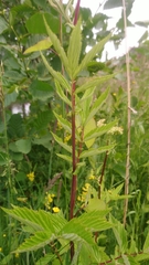 Filipendula ulmaria