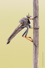 Pamponerus germanicus