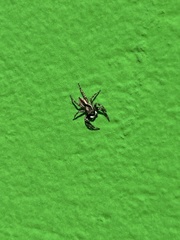 Menemerus bivittatus
