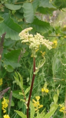 Filipendula ulmaria