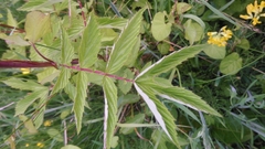 Filipendula ulmaria