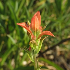 Castilleja nelsonii