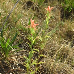 Castilleja nelsonii