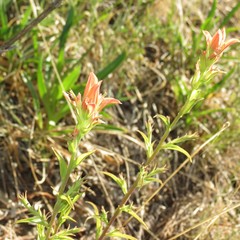 Castilleja nelsonii