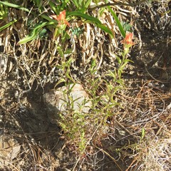 Castilleja nelsonii