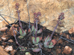 Crassula nudicaulis