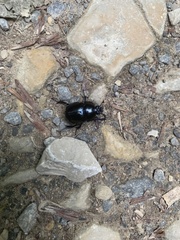 Anoplotrupes stercorosus