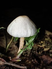 Leucoagaricus lacrymans