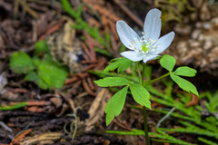 Anemonoides piperi
