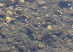 Pimephales notatus