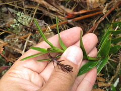 Epidendrum zipaquiranum