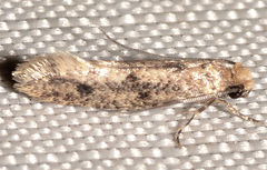 Niditinea orleansella