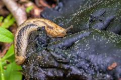 Prophysaon humile