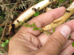 Baccharis bogotensis