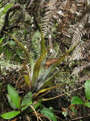 Tillandsia clavigera