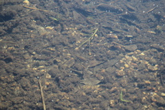 Pimephales notatus