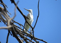Egretta garzetta dimorpha