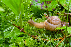 Allogona ptychophora