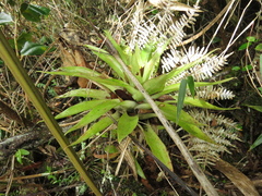 Tillandsia biflora