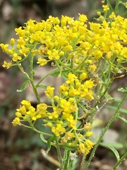 Odontarrhena muralis