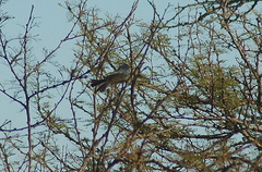 Anairetes flavirostris