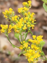 Odontarrhena muralis