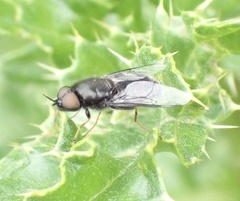 Odontomyia tigrina
