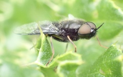 Odontomyia tigrina