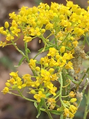 Odontarrhena muralis