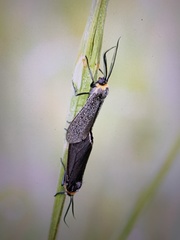 Cisseps fulvicollis