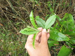 Llerasia lindenii
