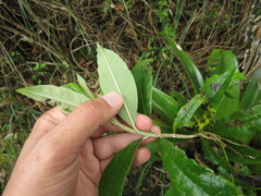 Llerasia lindenii