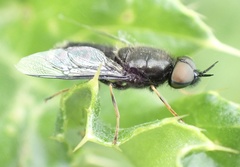 Odontomyia tigrina