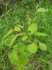 Populus tremula