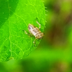 Bathysmatophorinae