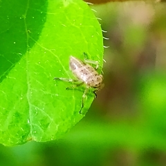 Bathysmatophorinae