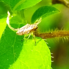 Bathysmatophorinae